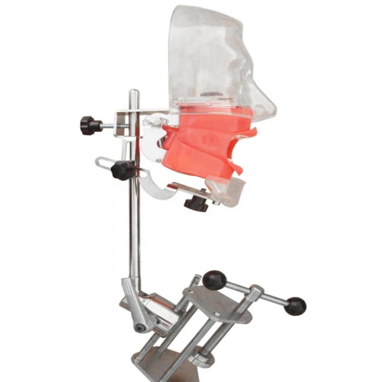 Dental head model simple dental head model simple model of dental head