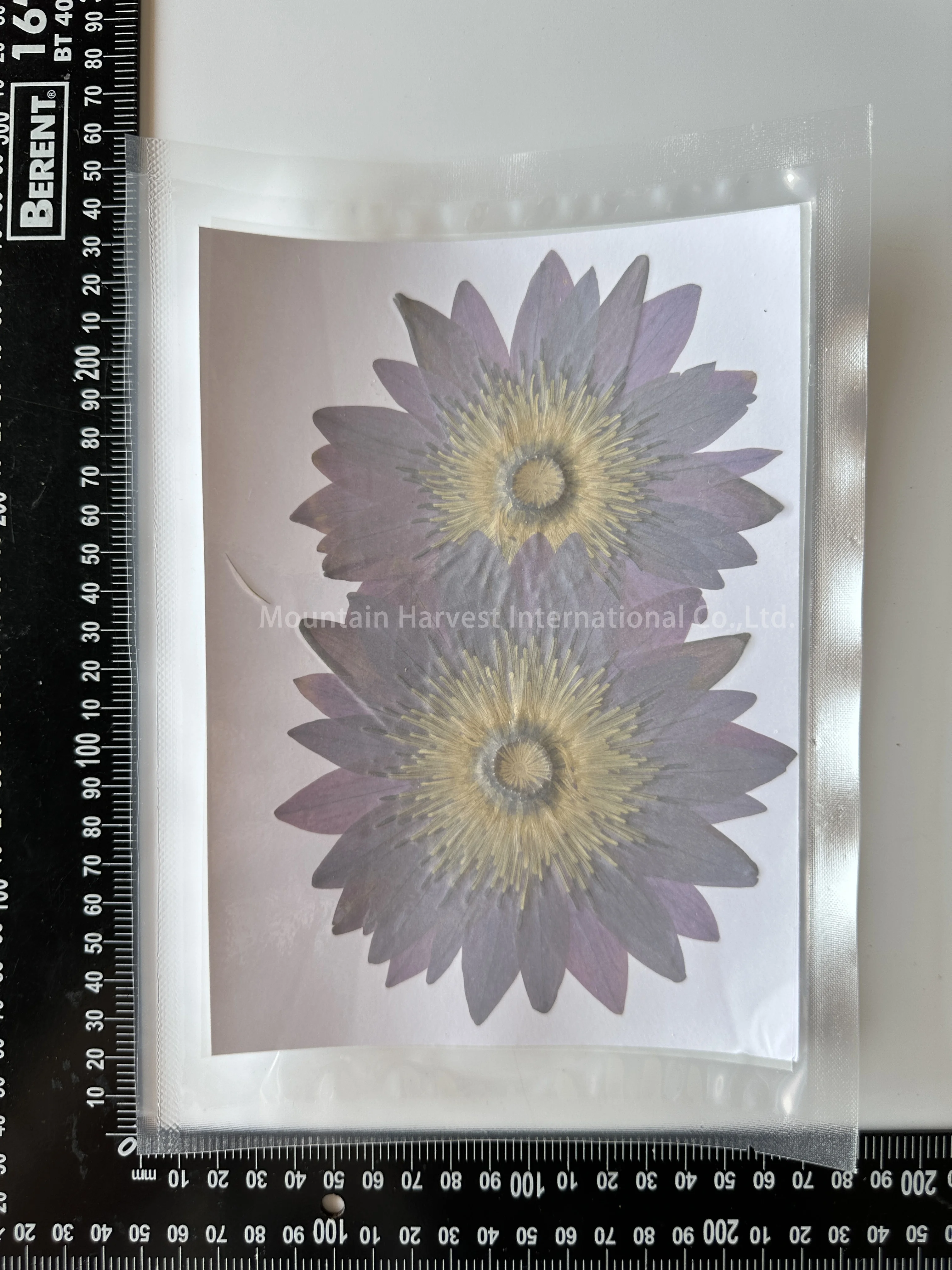 Lotus Floral Water Lily Waterlilies Pressed Flower For Photo Frame