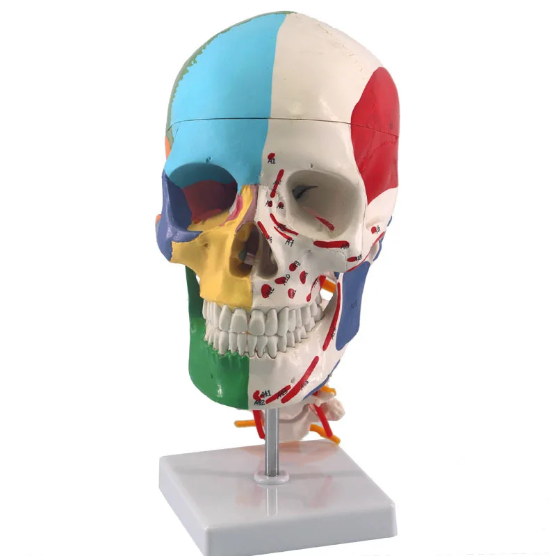 Multifunction Human skull with cervical spine model Skull and seven cervical vertebrae