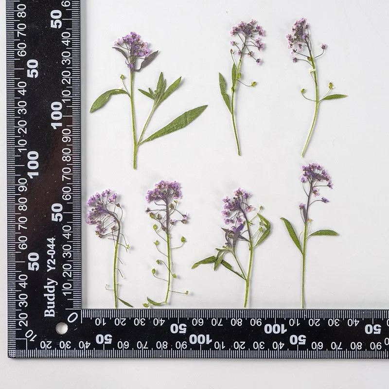Wholesale dried Lobularia maritima embossed sweet alyssum pressed flower for DIY Phone Case Nail Art Jewelry Postcard decoration