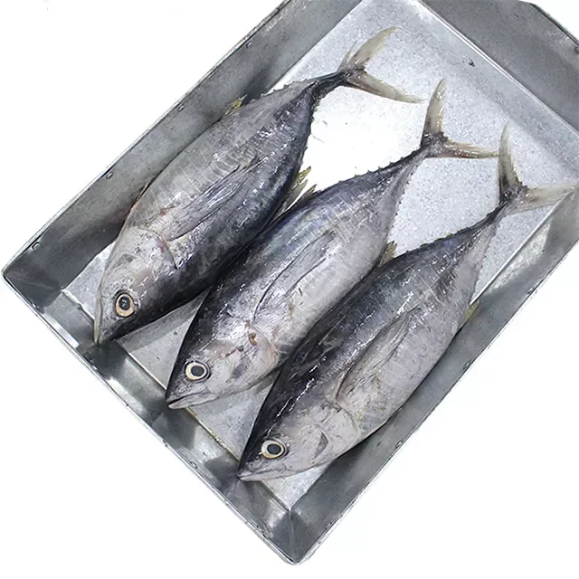 Fresh Seafrozen Whole Bigeye Tuna Fish