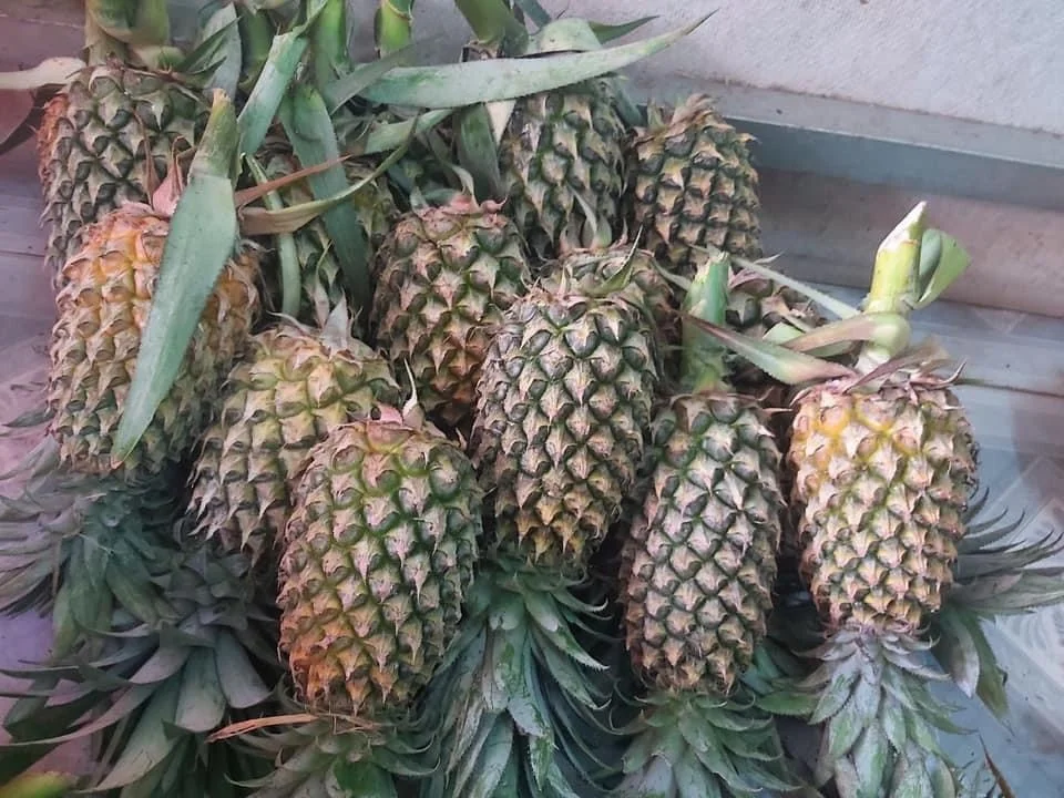 
High quality Wholesale Fresh Pineapples from Vietnam at Competitive Price 