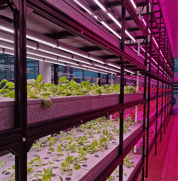 Vertical Hydroponics Container Vertical Farming Systems Commercial Greenhouses