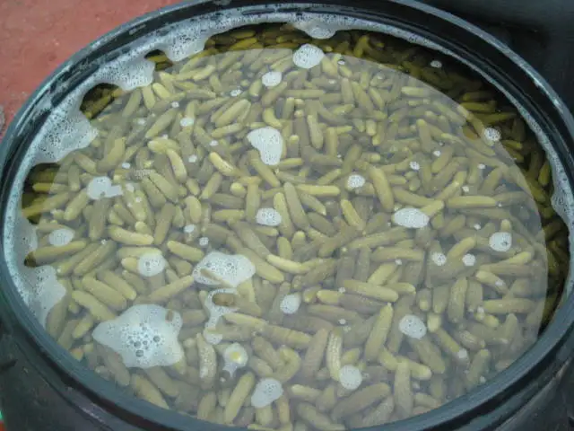 
Gherkins Exporters in Salt Fermented 