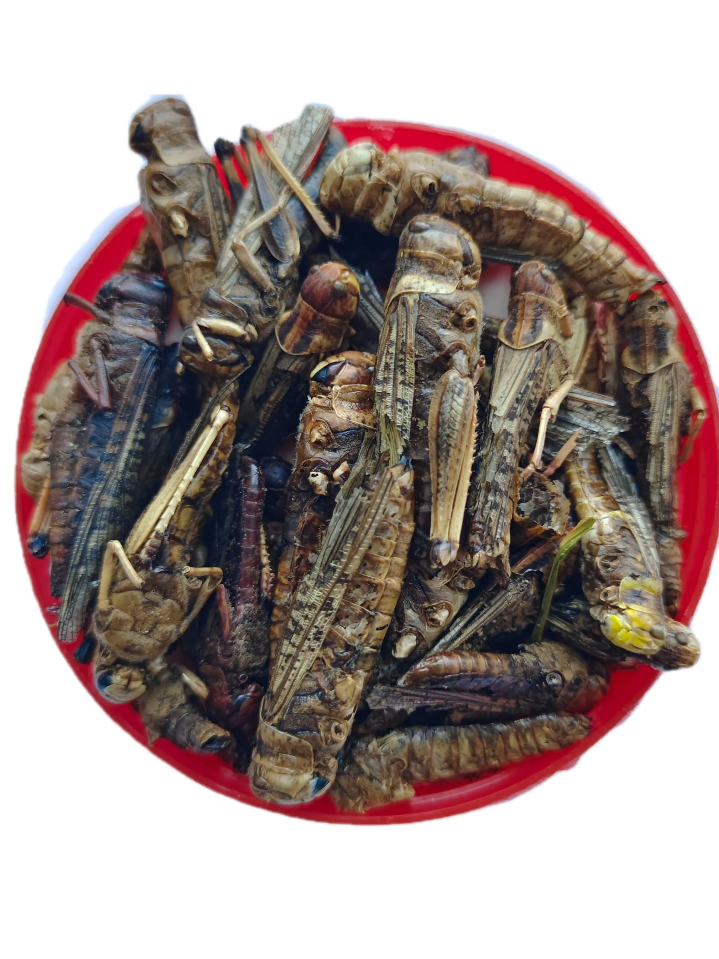 High protein pet food dried grasshopper