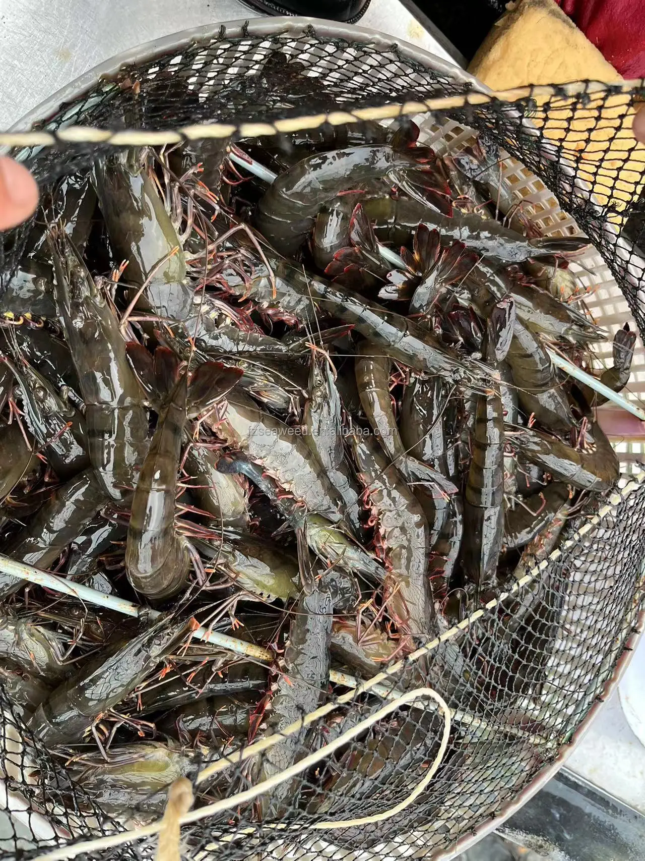 Giant Tiger Prawn No Additives Fresh Natural Whole Shape Raw Frozen Bulk Seafood Shrimp