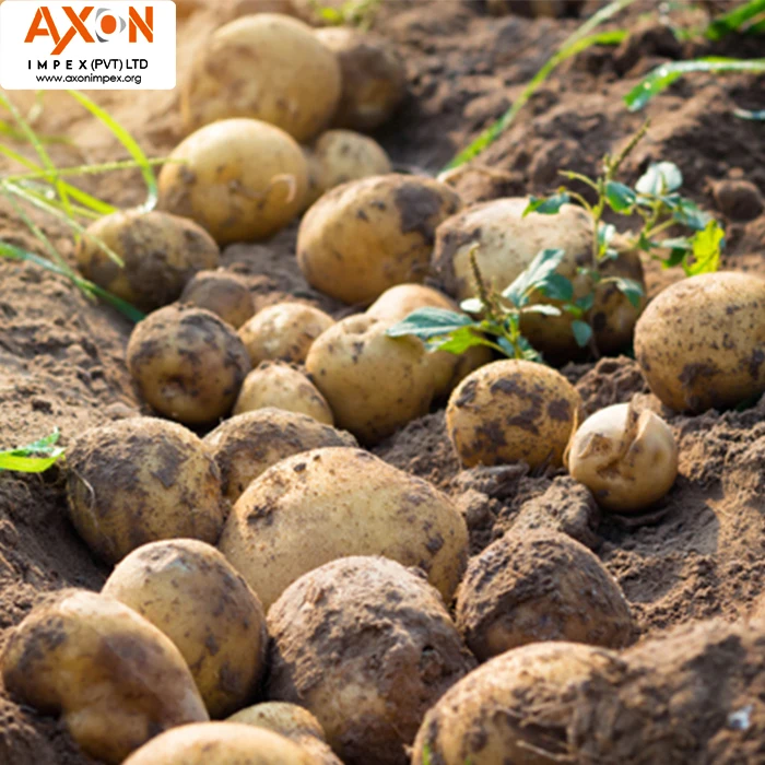 
New Crop Fresh Potato for Bangladesh Market/ Mozika Potato/Potato Mesh bag 