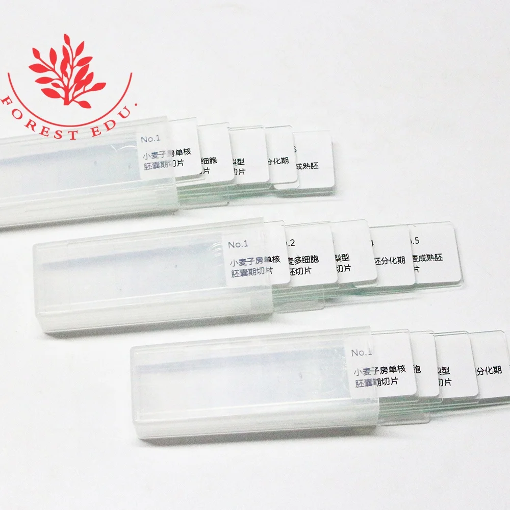 Prepaed Histology Slides Hot Sale 4 Kinds Wheat Embryo Development Wheat Embryo Cell Sectioning  Biology Laboratory slide