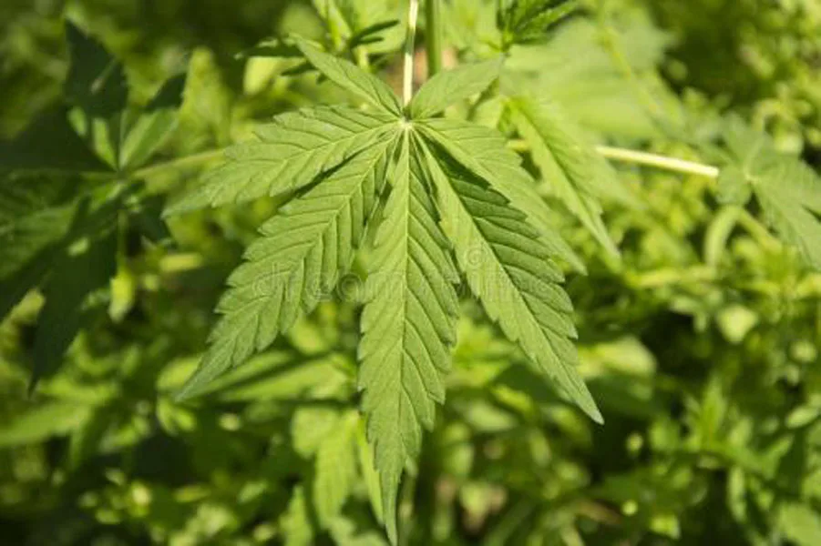 
2020 Hot sale & high quality Private Label Herbal and Pure Pain Relief Hemp Extract Salve Premium Hemp CBD Balm 