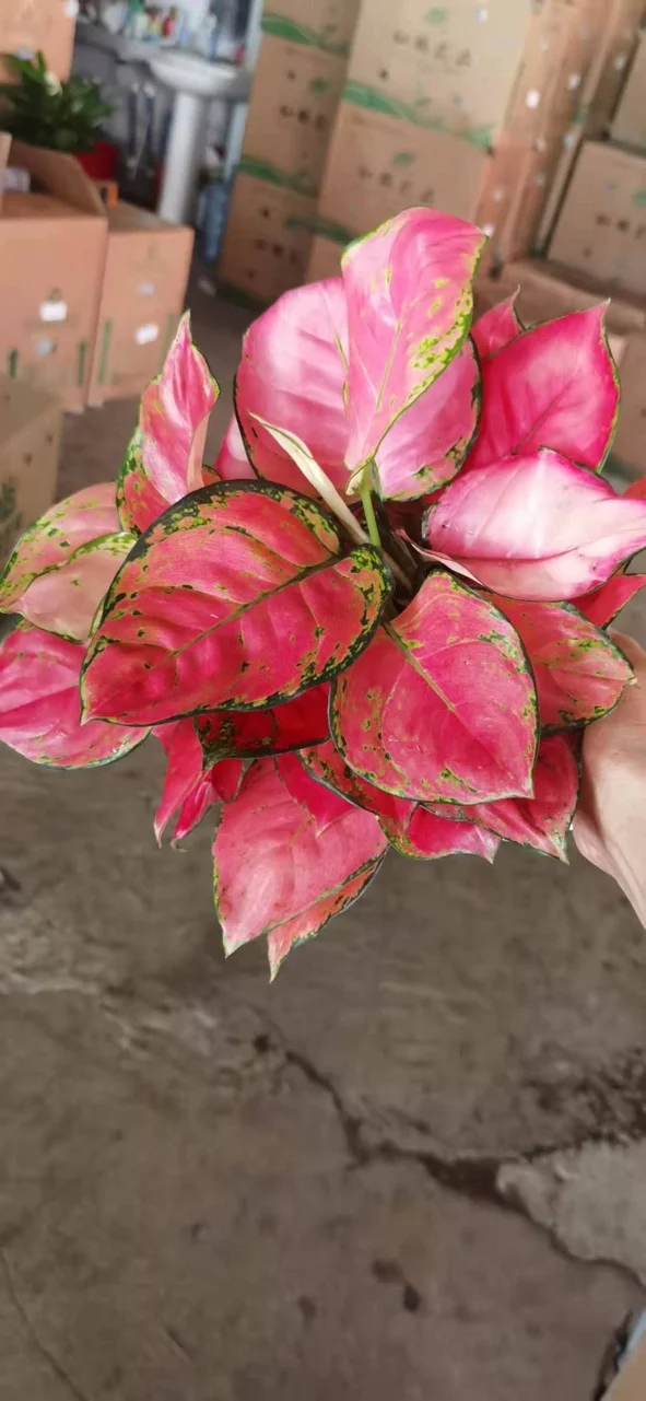
Geely Red Aglaonema live plant direct from supplier 