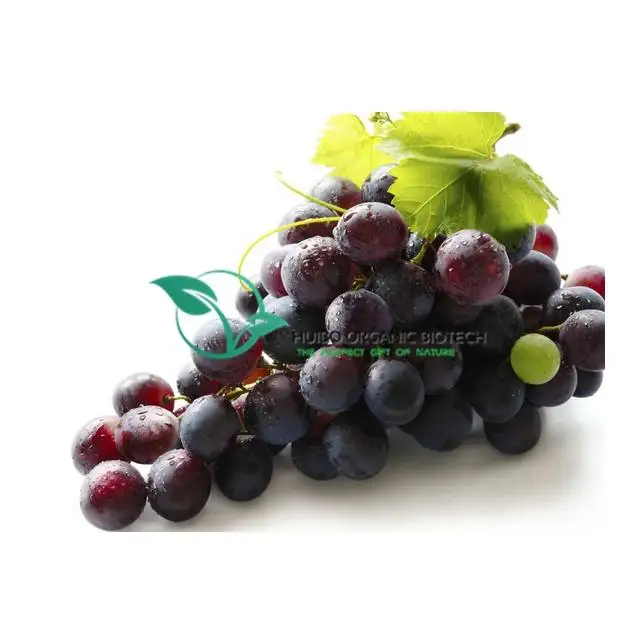 sea buckthorn powder / dried sea buckthorn berries powder for juice