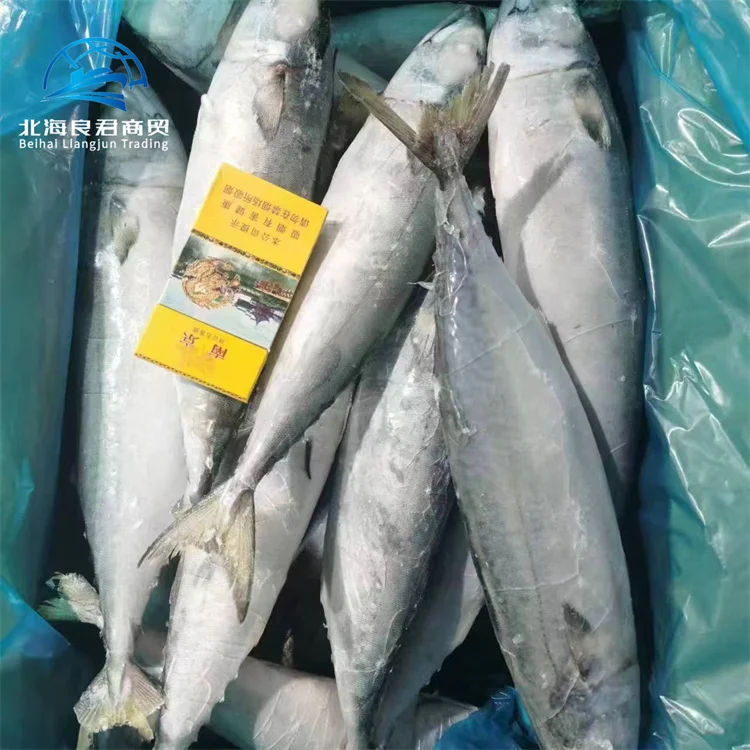 Order online cheap price frozen fish mackerel whole round fresh delicious indian flavour seafood chub mackerel fish