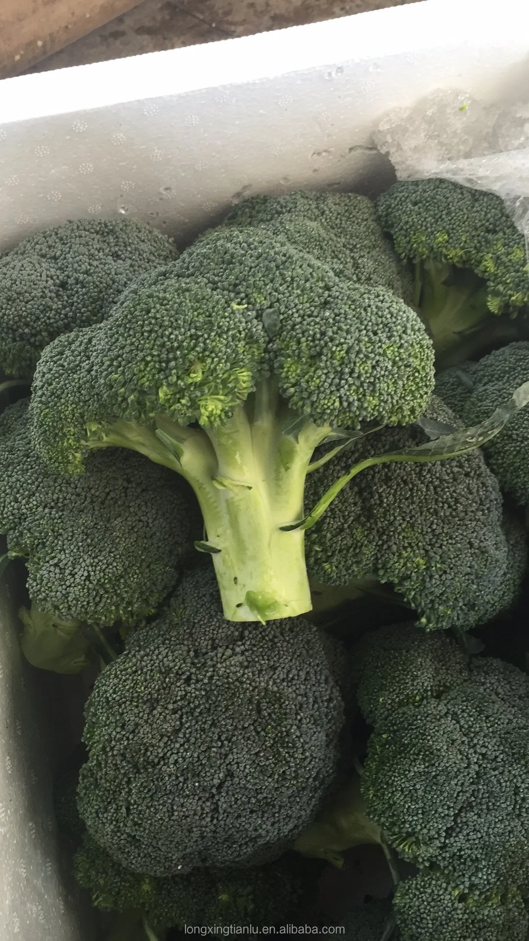 
Broccoli Green With Lower Price Direct sale In large quantities 