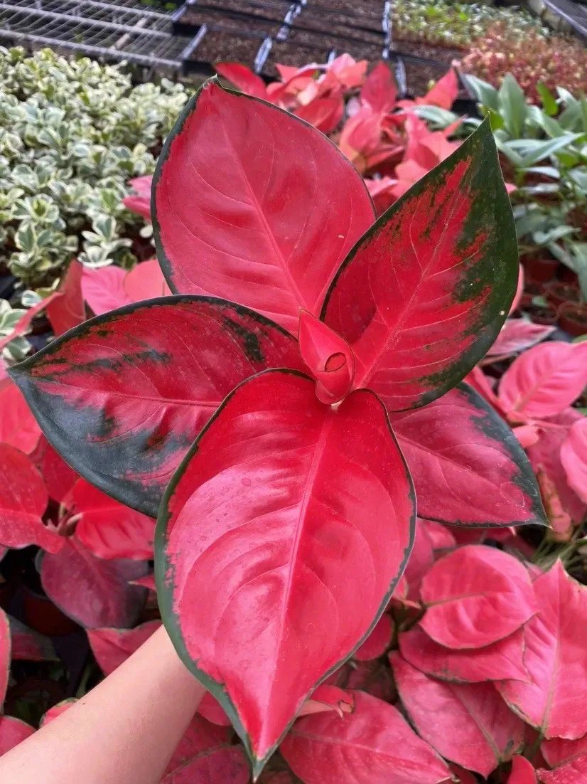 Красный Aglaonema Sukson