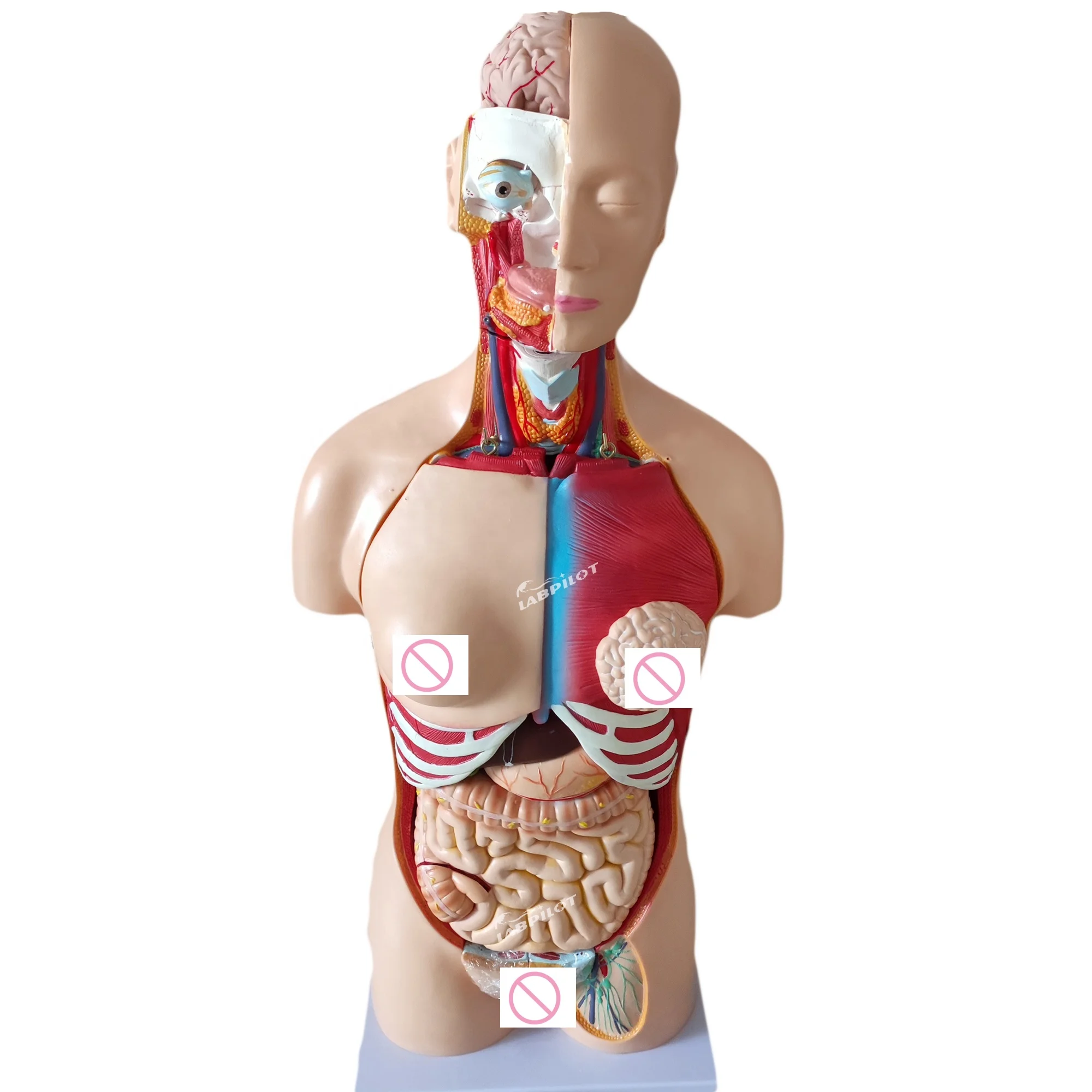 85-CM Unisex Torso Mannequin Internal Organs Anatomy Model