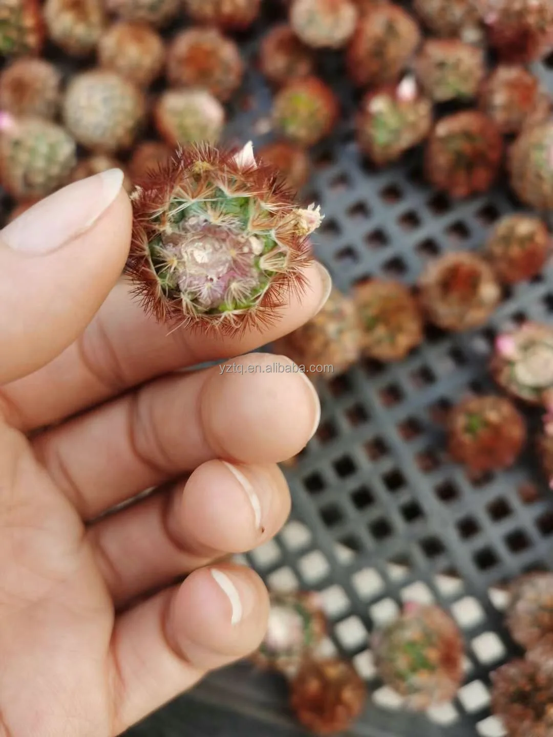 
Thailand hot sale Mammillaria carmenae red thorn mini real live cactus plants self root garden cactus 