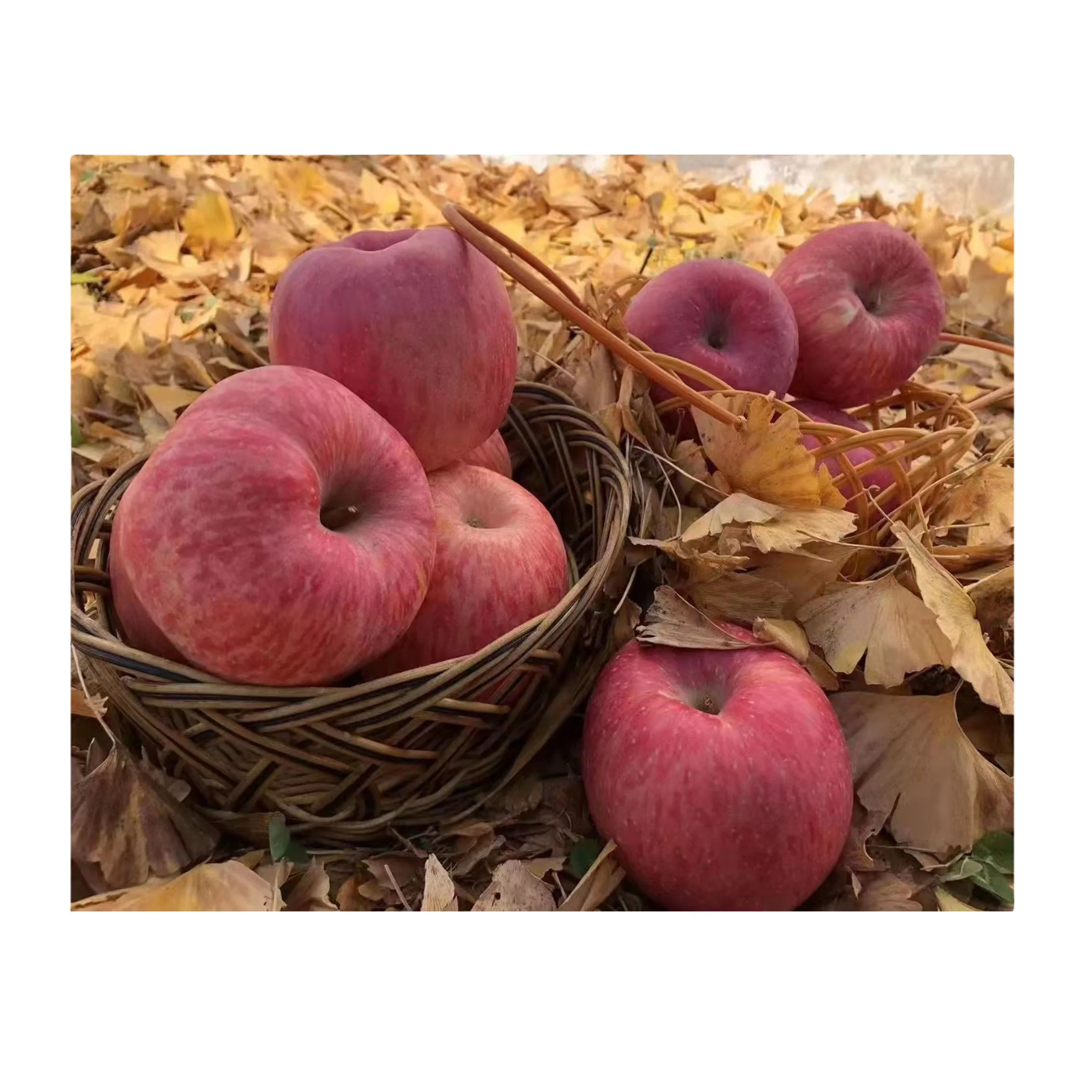 China Famous Brand Red Apple Origin Type LuoChuan Variety Size Grade Product Fresh Fruit Place Taste Maturity Red Apple