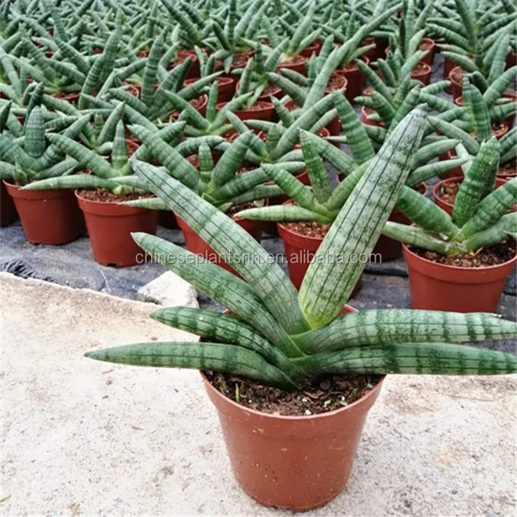 Все типы растений sansevieria