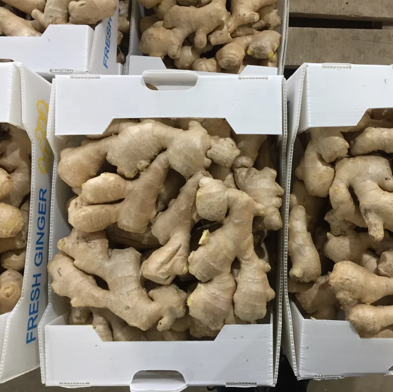 high quality Ginger export supplier newest crop 2023 dried ginger for wholesale cheap price carton trade assurance fresh ginger
