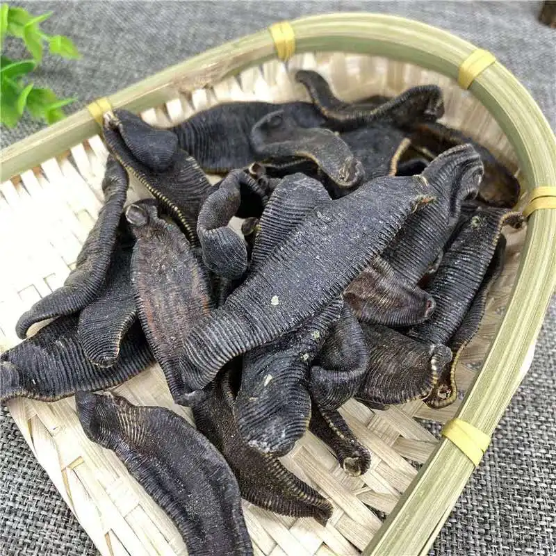 Free Samples Live Medicinal Medicinal-Leeches Medical Leeches