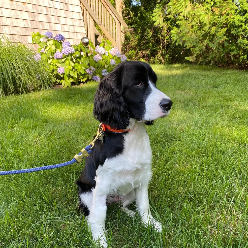 Mountain Climbing Reflective Rope Dog Leash with Locking Sturdy and Durable Dog Rope Lead No Pull Training Lead Dog Slip Leash