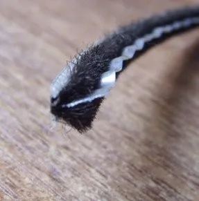 plastic pvc fin weatherstrip door brush window brush