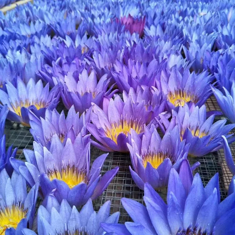 Органические пакетики Nymphaea Caerulea Eu стандартные сушеные Цельные цветы Красивые цветущие органические синие лотоса для сна
