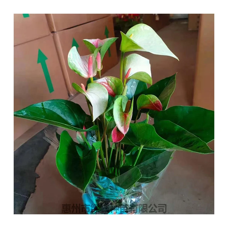 
Красивый цвет комнатное декоративное растение красный антуриум бонсай 