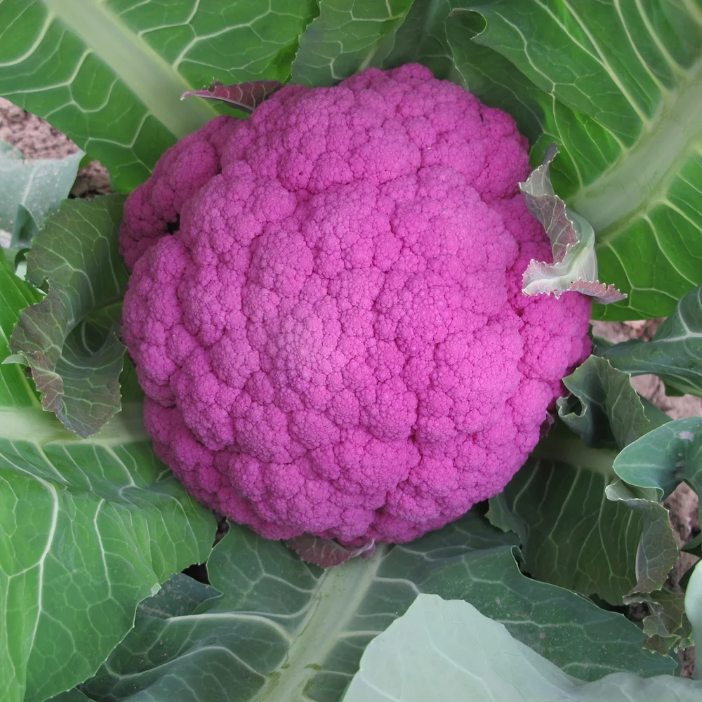 CF01 Ziyu no.1 later maturity f1 hybrid purple cauliflower seeds