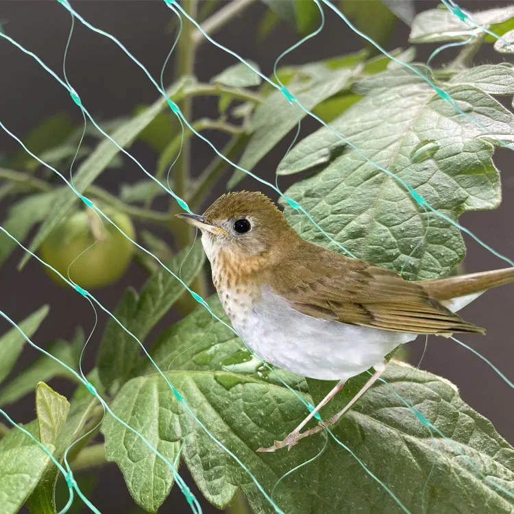 Anti-Bird  Plastic Trellis Net Garden Netting Plant Protecting Net for Protecting Vegetables Plants and Fruit Trees