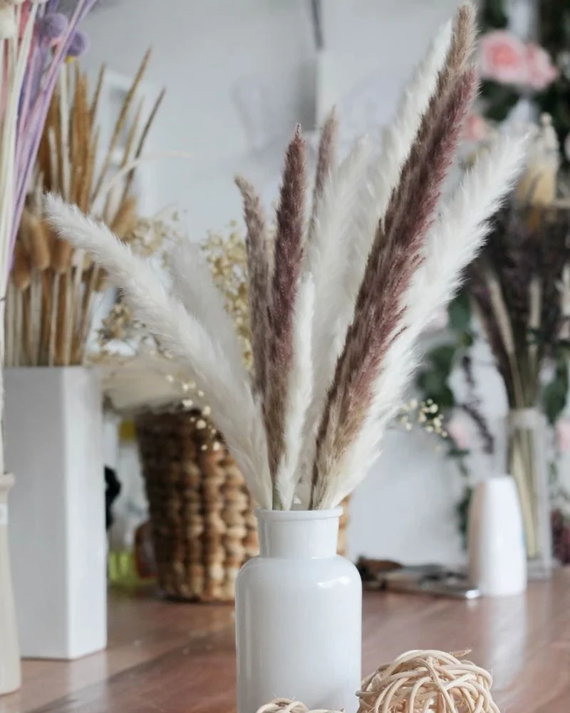 wholesale factory price of dried mini pampas grass on sale