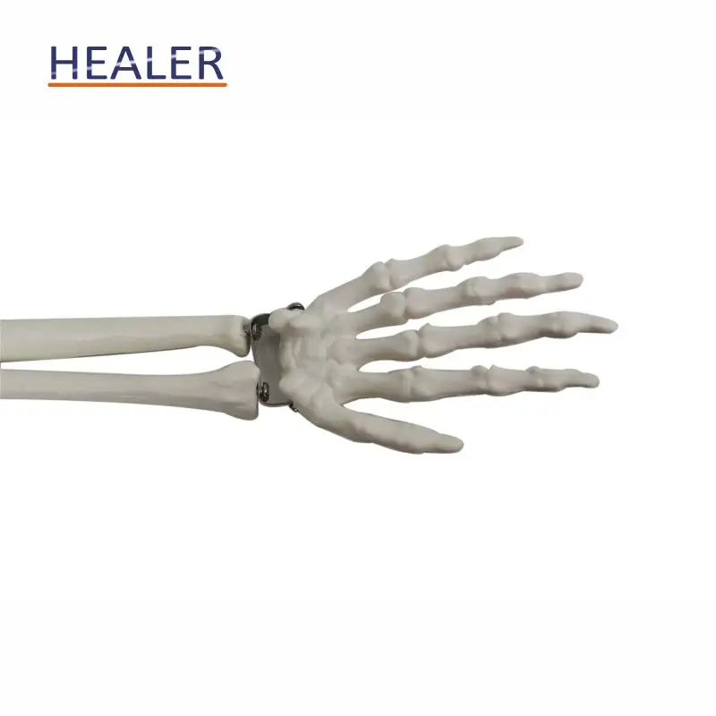 85cm human plastic skeleton anatomical model, advanced bendable bone model