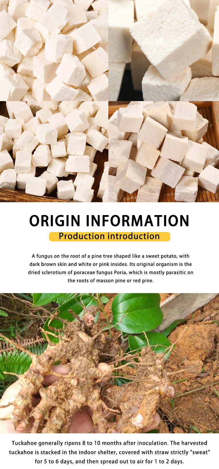 Wholesale High Quality Chinese Traditional Herbal Medicine Poria Cocos