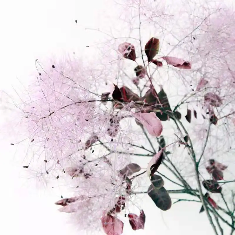 Decorative Dreamy Preserved Plants Flowers& Wreaths Smoke Bush for Wedding Flowers Bouquet