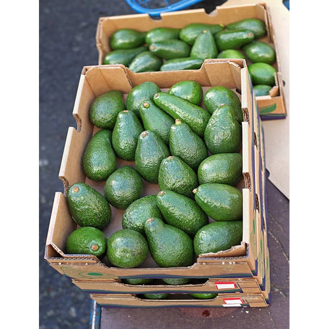 Fresh Premium Avocado From Mexico Processing Plant - High Quality, Best Price, Directly From Producers