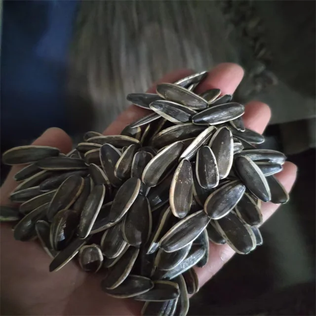 361 363 601 inner mongolia factory big size black color  sunflower seeds kernels