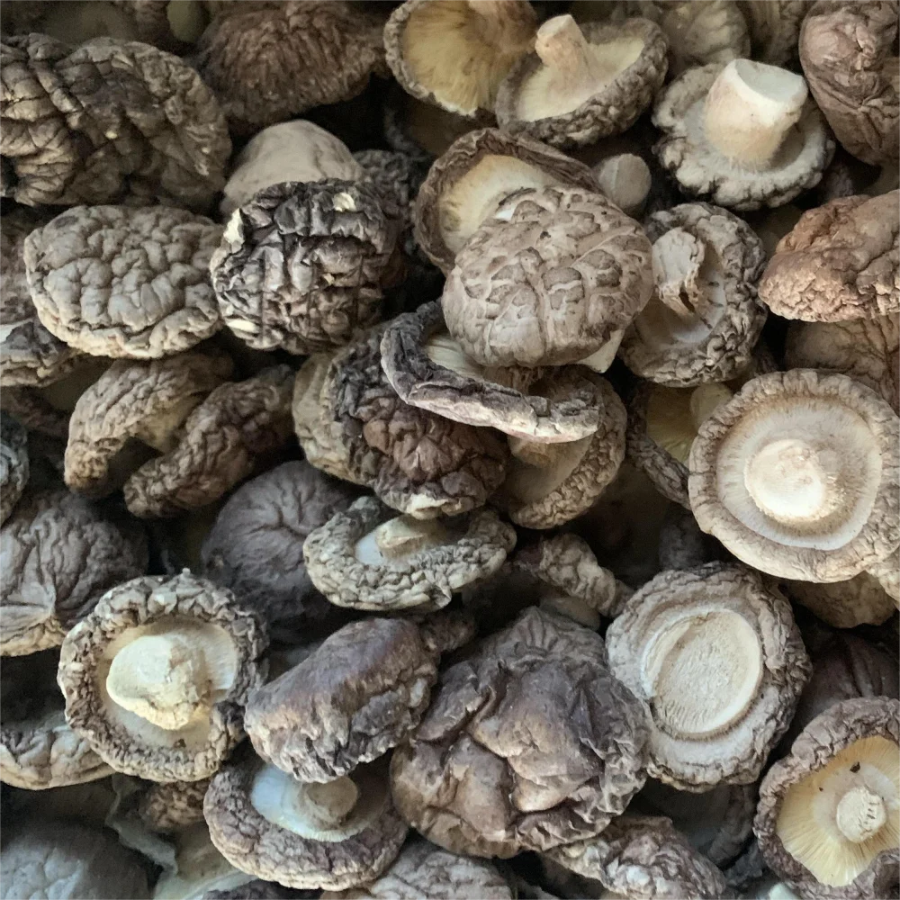 Оптовая продажа, сушеные деревянные грибы shiitake, цветочные чайные грибы, высокое качество, поставка большого количества
