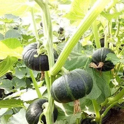 Высококачественные гибридные семена тыквы для посадки