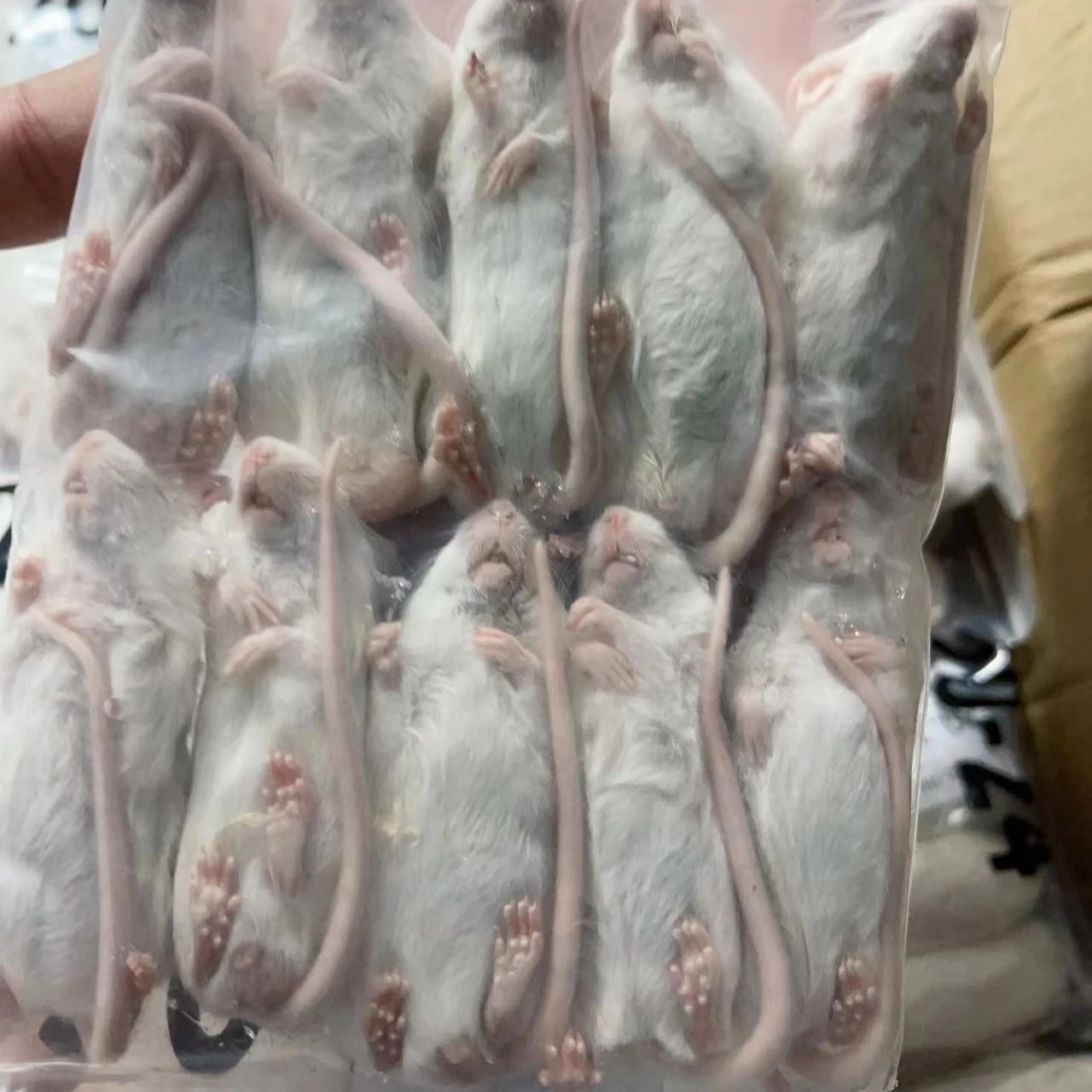 Ферма породы Замороженные мыши и крысы для домашних змей