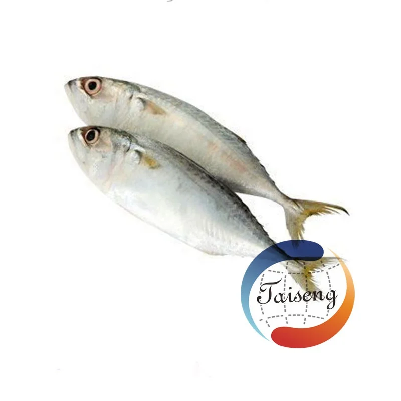 Топ продаж морской улов IQF замороженная индийская скумбрия Рыба для маркетинга