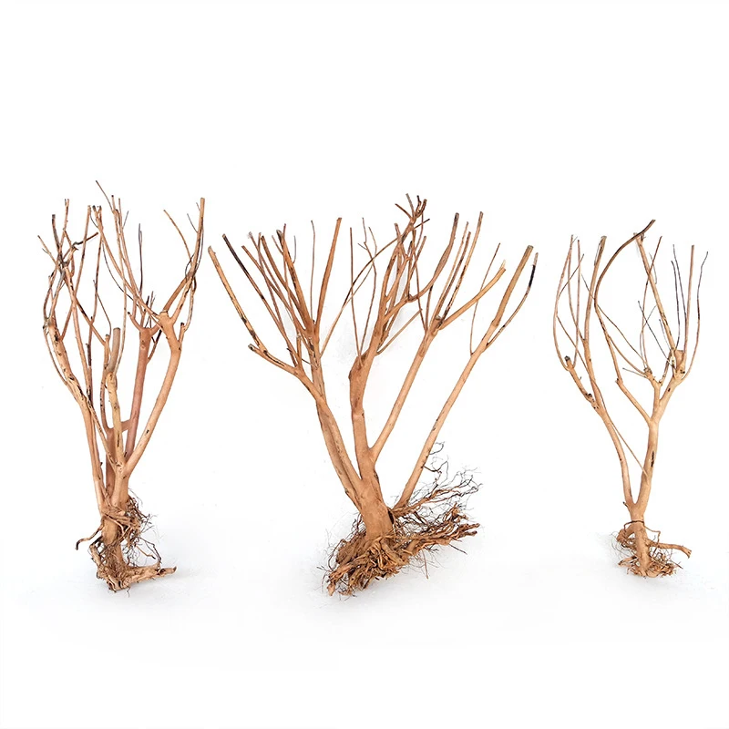 Natural aquarium landscaping Small Brazilian Bonsai Tree driftwood aquarium bonsai tree