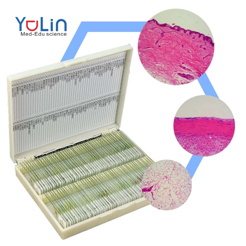 Заводские медицинские науки, человеческая гистология, слайды, образцы, гистология костей, подготовленные слайды