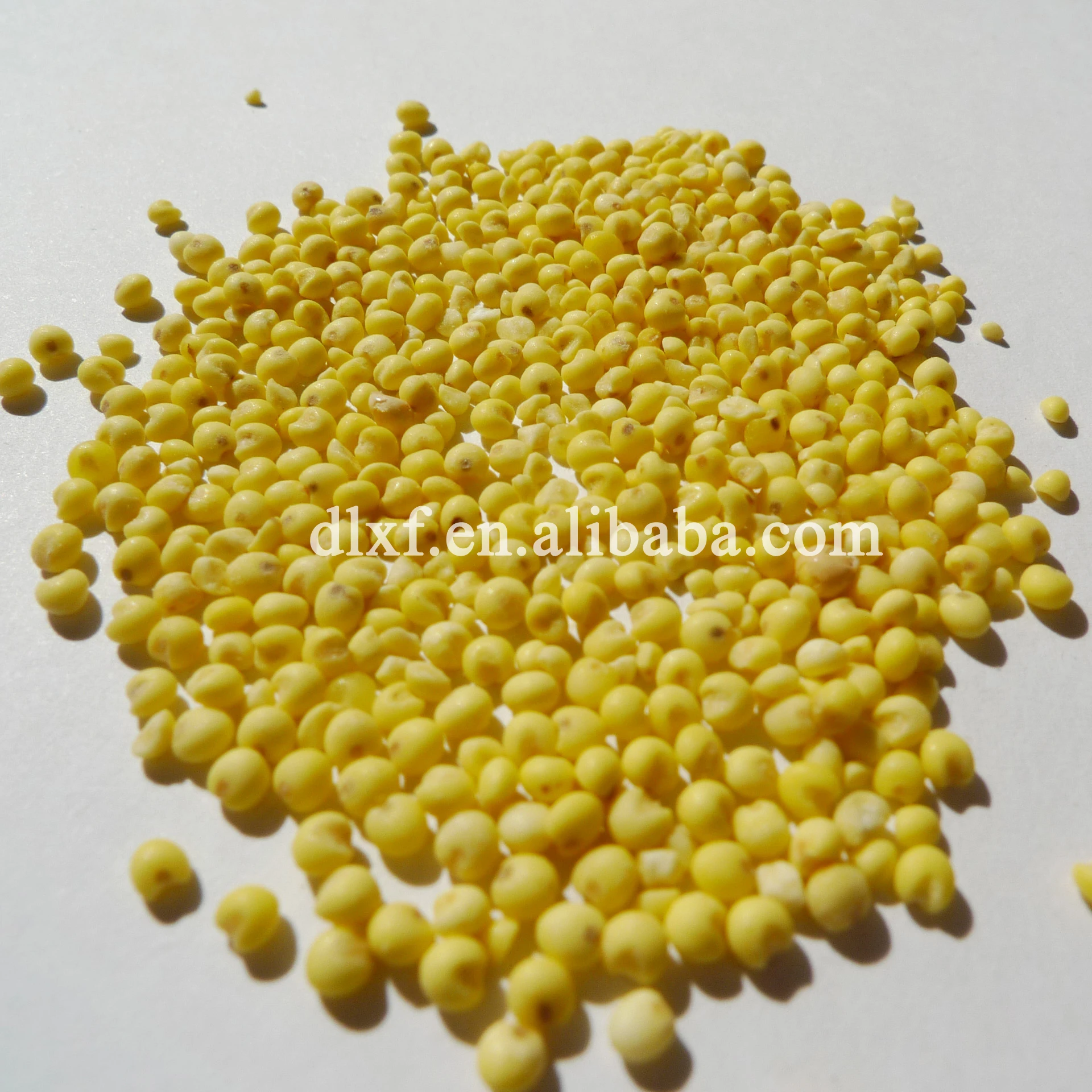 Wholesale High Quality yellow organic Millet