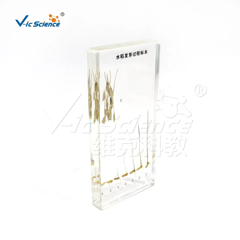 Образец процесса прорастания