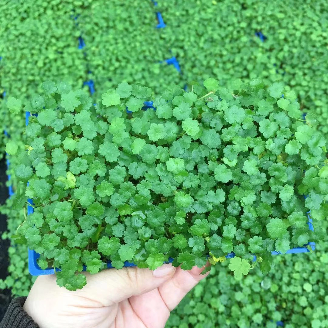 Aquarium Fish Tank High Green Lifelike Underwater real Plant Aquatic Water Grass