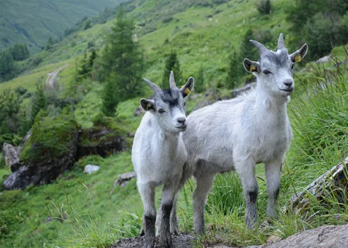 Blobe Ziegen Goats,cow,camel,sheep,goat,ox,bull