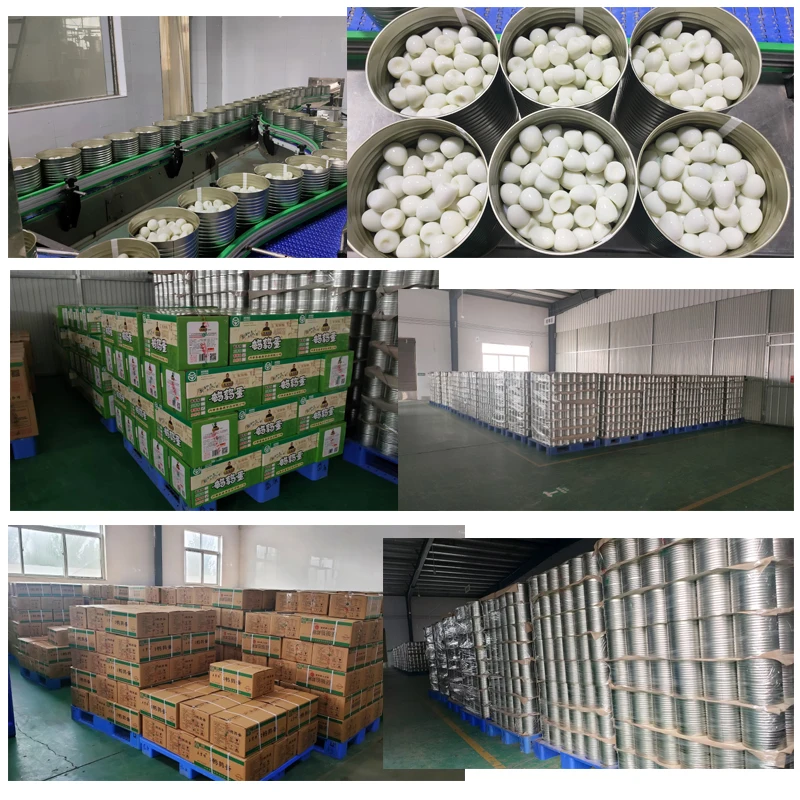 supplying bulk salted quail eggs from canned factory Canned quail eggs in cartons
