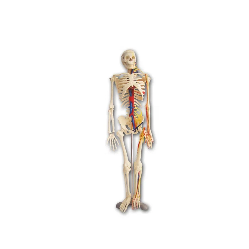 PVC 85CM human skeleton model with nerve for teaching