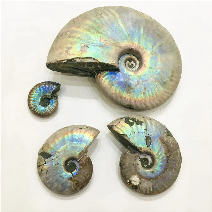 Wholesale rainbow shiny ammonite snail conch fossil for home decoration