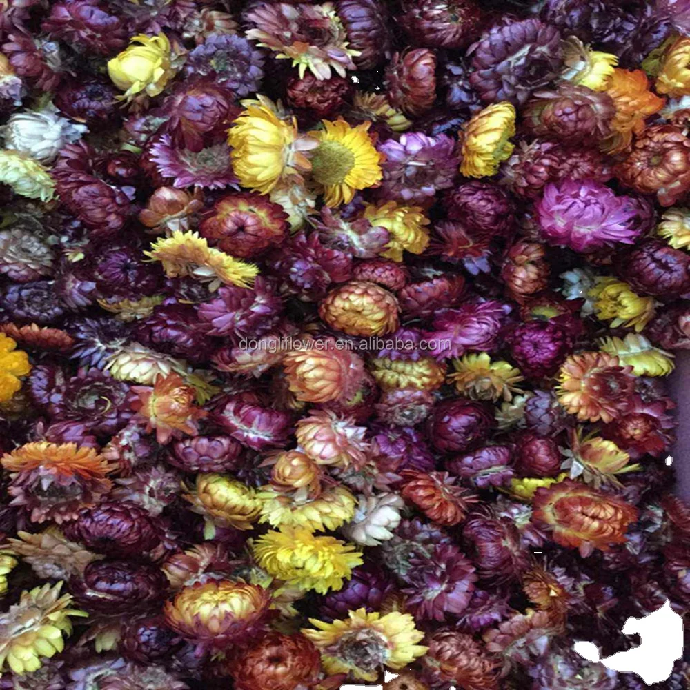 Dried Straw flowers herb flower bloom head